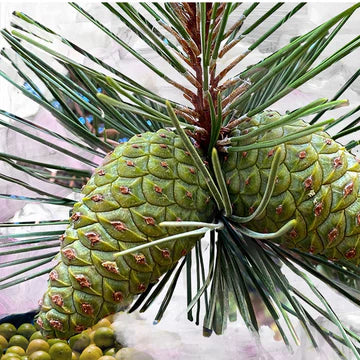 Byredo Gypsy Water Eau de Parfum 100ml 3.3 fl oz Woody Aromatic Fresh Unisex Luxury Perfume Signature Everyday Scent