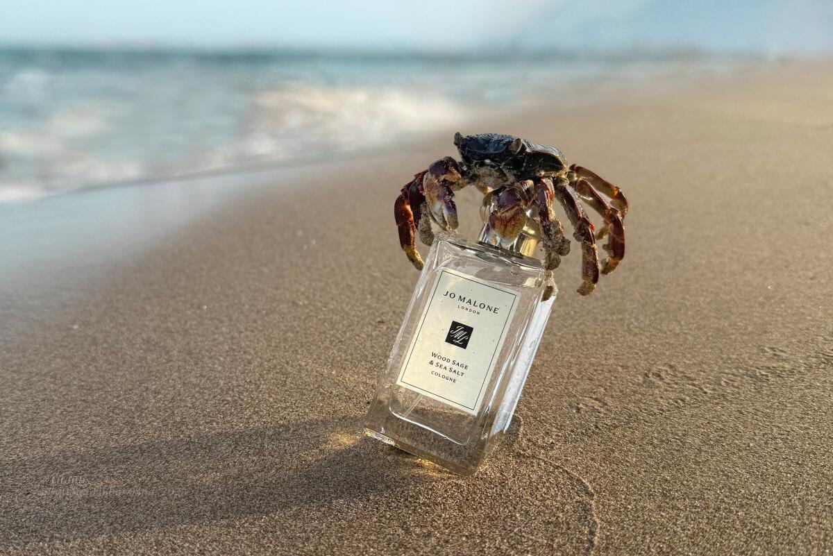 Jo Malone Wood Sage & Sea Salt Cologne 100ml – Fresh Woody Marine Luxury Unisex Fragrance