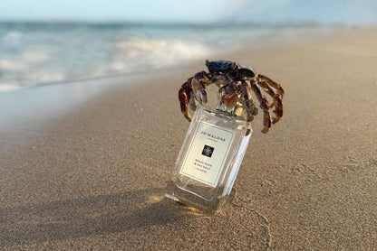 Jo Malone Wood Sage & Sea Salt Cologne 100ml – Fresh Woody Marine Luxury Unisex Fragrance